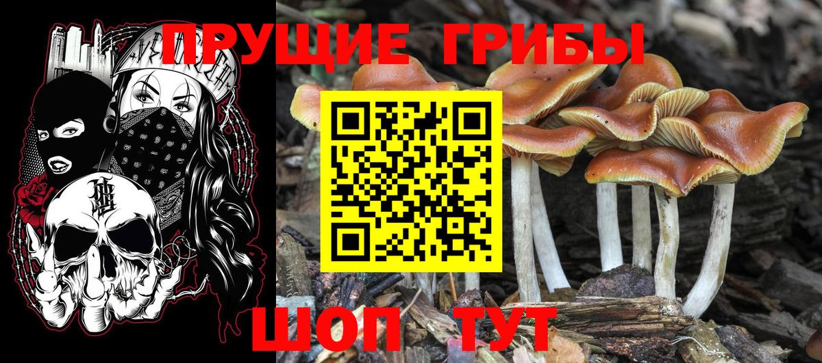 Псилоцибиновые грибы мицелий Новокубанск